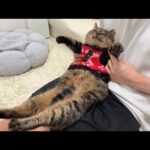 ボス猫にイジメられて怪我した猫に服を着せてあげたら大喜びで可愛すぎました笑(YouTube)