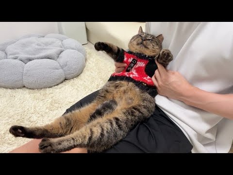 ボス猫にイジメられて怪我した猫に服を着せてあげたら大喜びで可愛すぎました笑(YouTube)