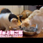 おばぁと朝ご飯ニャン  泥の中からレスキューされたモグ   2025 08 10 1(YouTube)