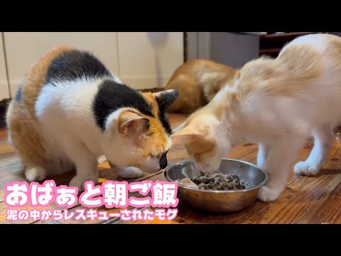 おばぁと朝ご飯ニャン  泥の中からレスキューされたモグ   2025 08 10 1(YouTube)