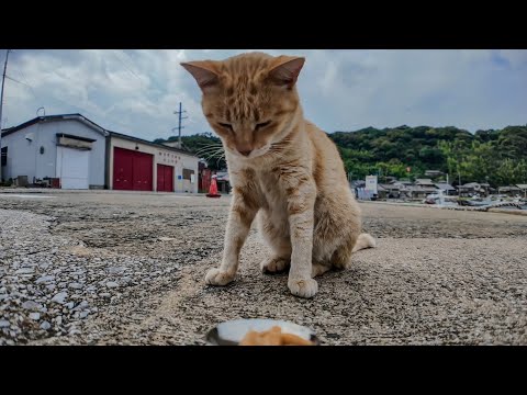 いつも猛ダッシュで来る猫が…ちゅーる出したらまさかの拒否!?🐱💦ちゅーる嫌い説浮上(YouTube)