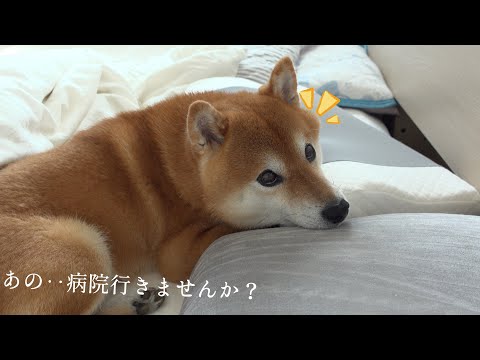 絶対イヤ！柴犬に”病院”の２文字を伝えると‥寝室で抵抗劇が始まりました。。(YouTube)