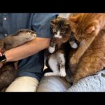 カワウソさくら また家族が増えました Otter with an increasing number of families Otter has another family member!(YouTube)