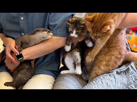 カワウソさくら また家族が増えました Otter with an increasing number of families Otter has another family member!(YouTube)