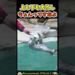 ラッコ喜劇「ちょんってすなよ！」😂【おもしろ動物】 #funny(YouTube)
