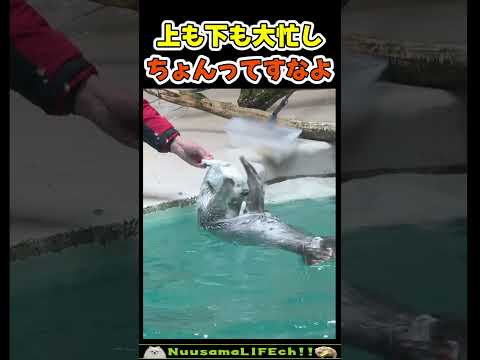 ラッコ喜劇「ちょんってすなよ！」😂【おもしろ動物】 #funny(YouTube)
