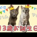 8/10 ハムとマロ13歳のお誕生日会🎉(YouTube)