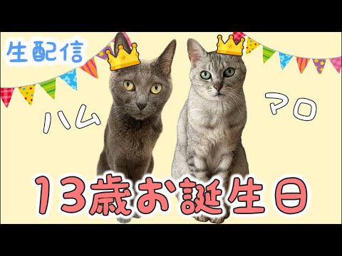 8/10 ハムとマロ13歳のお誕生日会🎉(YouTube)