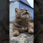 漁港付近の道にいる甘えん坊の猫ちゃんに今日はちゅーるをやってきた(YouTube)