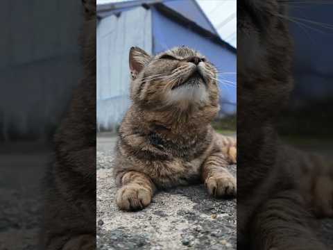 漁港付近の道にいる甘えん坊の猫ちゃんに今日はちゅーるをやってきた(YouTube)