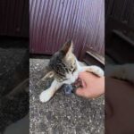 マイクを盗もうとした猫と喧嘩になった #猫 #ねこ #cat(YouTube)