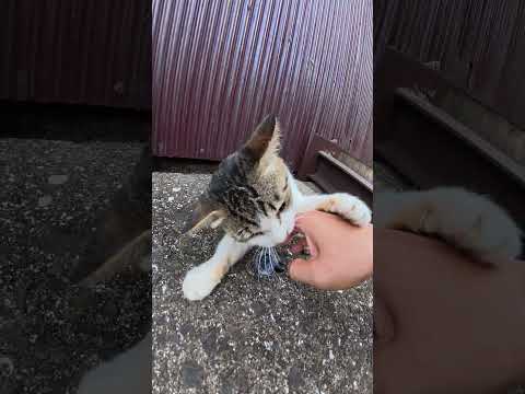 マイクを盗もうとした猫と喧嘩になった #猫 #ねこ #cat(YouTube)