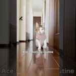 エースの朝は忙しい🦖💨 #cats(YouTube)