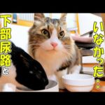 ボス吉の尿の状態を劇的に改善し、これまで大絶賛してきたあのフードを替える事にしたので、今からその理由をお見せします‥【猫の下部尿路とフードの問題🐈】(YouTube)