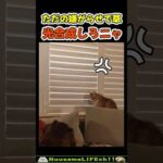 飼い主に嫌がらせをしてくる猫😂 【ネコ】#猫 #cat(YouTube)