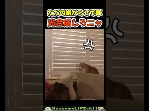 飼い主に嫌がらせをしてくる猫😂 【ネコ】#猫 #cat(YouTube)