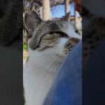 猫島の港近くの猫ハウスから出てきた猫ちゃん、膝の上に乗ってきた(YouTube)