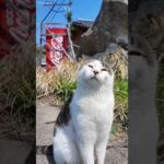 猫島の道路脇でやってきた観光客に挨拶をする猫(YouTube)