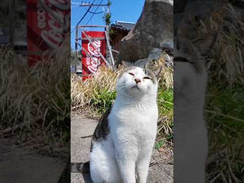 猫島の道路脇でやってきた観光客に挨拶をする猫(YouTube)