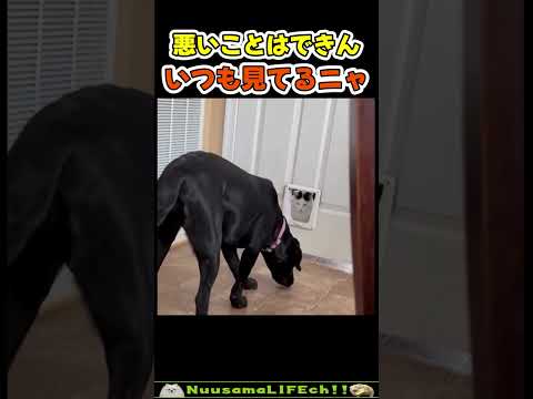 猫はいつも上から見ている…😂【ネコと犬】 #犬 #猫(YouTube)