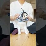 隠れたのに捕まって服着せられたエース #cats(YouTube)