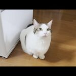 おやつがもらえないと分かって悲しい気分になる猫(YouTube)