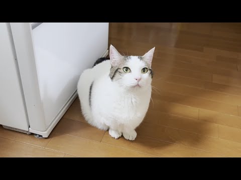 おやつがもらえないと分かって悲しい気分になる猫(YouTube)