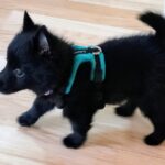 『こんなに小さかった真っ黒の赤ちゃん犬が…』4ヶ月後→まるでポケモン？『驚きのビフォーアフター』に3万いいね「進化してる」「カッコいい」(ブログ)