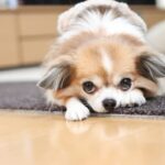犬の『表情』には意思が表れているの？顔つきから読み取る5つの心理について解説(ブログ)