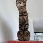 「なんという長さ」「首にゃが族」 何かを真剣に見つめる猫の姿が、水族館の人気者そっくりだと話題に(ブログ)