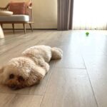犬のケガに繋がる『危ない床』の特徴3つ　今すぐに改善すべき理由や予防策を解説(ブログ)