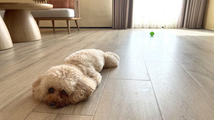 犬のケガに繋がる『危ない床』の特徴3つ　今すぐに改善すべき理由や予防策を解説(ブログ)