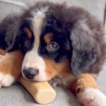 夫婦で大型犬の赤ちゃんをお迎え→ぬいぐるみよりも小さかったのに…１年後の『まさかの光景』に感動「可愛さどんどん増す」「笑顔増えて素敵」(ブログ)
