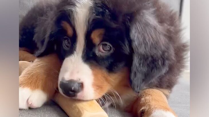 夫婦で大型犬の赤ちゃんをお迎え→ぬいぐるみよりも小さかったのに…１年後の『まさかの光景』に感動「可愛さどんどん増す」「笑顔増えて素敵」(ブログ)