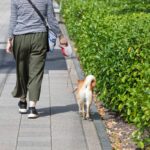 犬の『散歩中あるある』ランキングTOP7　愛犬の行動の心理から困った時の対処法までご紹介！(ブログ)