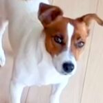 電話をしていたら、聞き耳を立てる犬が…会話内容によって変わる『子どものような反応』が108万再生「表情が切ないｗ」「わかるｗ」共感の声も(ブログ)