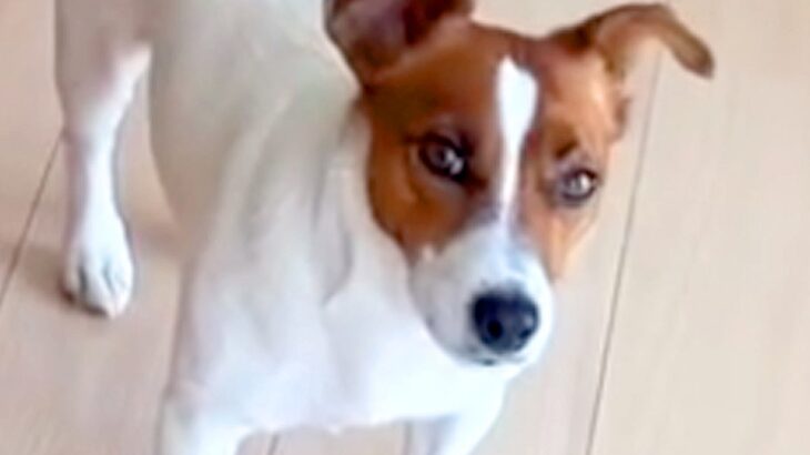 電話をしていたら、聞き耳を立てる犬が…会話内容によって変わる『子どものような反応』が108万再生「表情が切ないｗ」「わかるｗ」共感の声も(ブログ)