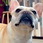 『何かをおねだり』してくる犬→『抱っこ？』と答えた次の瞬間…大正解したあとの『尊すぎる反応』が24万再生「反則…」「飛び跳ねるの可愛い」(ブログ)