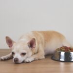 犬が暑さで食欲をなくしたときに試せる4つの工夫　元気を取り戻すコツから注意点まで解説(ブログ)