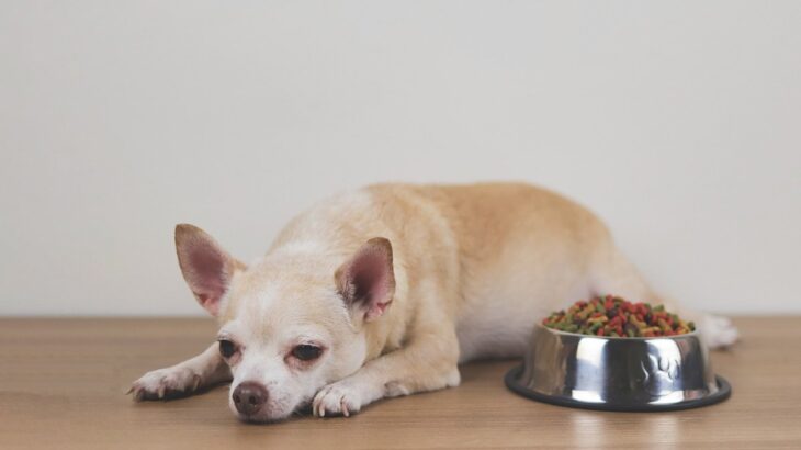 犬が暑さで食欲をなくしたときに試せる4つの工夫　元気を取り戻すコツから注意点まで解説(ブログ)