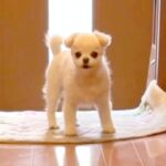 『いないよ…？』おじいちゃんが亡くなってしまったら、犬が…涙が止まらない『一生懸命に探す光景』が207万再生「胸がぎゅーっとなる」と反響(ブログ)