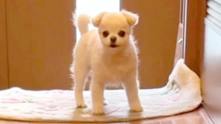 『いないよ…？』おじいちゃんが亡くなってしまったら、犬が…涙が止まらない『一生懸命に探す光景』が207万再生「胸がぎゅーっとなる」と反響(ブログ)