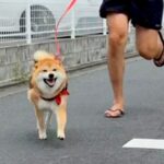 散歩中にママを発見した犬→『笑顔で駆け寄ってくれた』と思ったら…辛辣な『まさかの態度』が16万再生「柴対応」「めっちゃわかるｗｗ」と爆笑(ブログ)