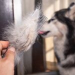 犬の『抜け毛』の上手な活用方法5つ　愛犬との思い出を残せるリメイク術や手順をご紹介(ブログ)