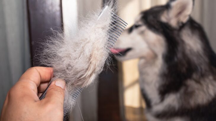 犬の『抜け毛』の上手な活用方法5つ　愛犬との思い出を残せるリメイク術や手順をご紹介(ブログ)
