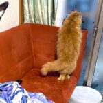 『外を眺める猫が可愛い』と思い写真を撮った結果→犬も一緒に写りこみ…衝撃的な『まさかの光景』に20万いいね「浮いてるｗ」「コラ画像で草」(ブログ)