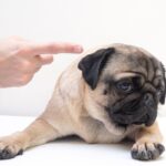 「ダメ！」の言いすぎに要注意！愛犬が伸びる褒め方・叱り方のコツを獣医が解説(ブログ)