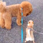 小型犬と仲良くなりたいワンコ→怖がられてうまくいかずに…思わずほっこりする『尊い光景』に反響「穏やかで優しい」「安全な熊さんｗ」と絶賛(ブログ)