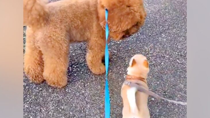 小型犬と仲良くなりたいワンコ→怖がられてうまくいかずに…思わずほっこりする『尊い光景』に反響「穏やかで優しい」「安全な熊さんｗ」と絶賛(ブログ)