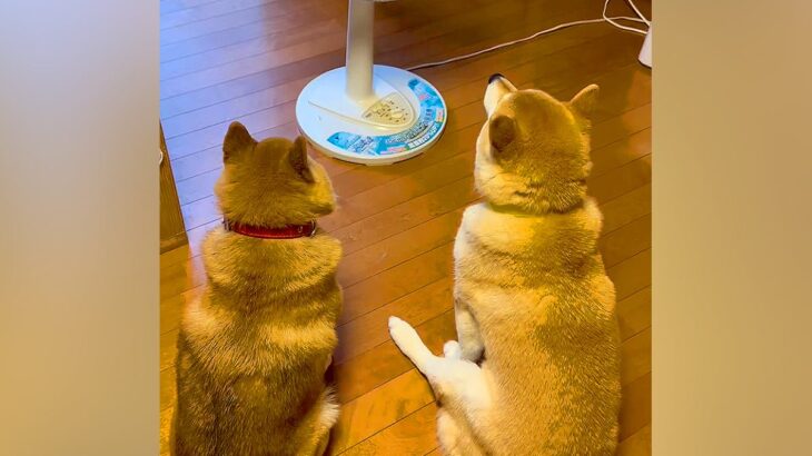夏、扇風機で犬が涼んでいると思ったら…数分後→まさかの『顔面の変化』が可愛すぎると35万再生「乾いてて草」「予想の斜め上で最高ｗ」と爆笑(ブログ)